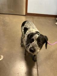 Shelter Stray Female Dog last seen Near BLOCK W GRAND AVE, 2500 S 27th Ave, Phoenix, AZ 85009, USA