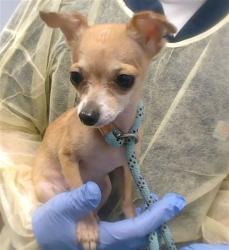 Shelter Stray Female Dog last seen 67TH AVE AND INDIAN SCHOOL RD, 2500 S 27th Ave, Phoenix, AZ 85009, USA