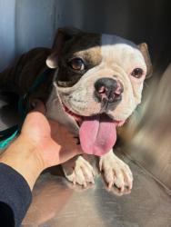 Shelter Stray Female Dog last seen PERRYVILLE RD AND LATHAM ST, 2500 S 27th Ave, Phoenix, AZ 85009, USA