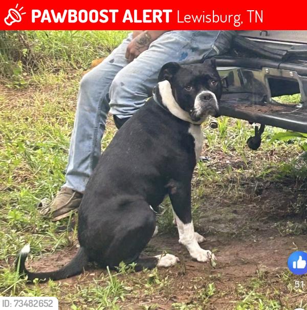 Lost Male Dog last seen Nashville hwy - wade brown rd /Farmington fire department, Lewisburg, TN 37091