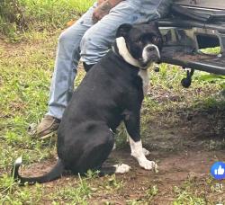 Lost Male Dog last seen Nashville hwy - wade brown rd /Farmington fire department, Lewisburg, TN 37091