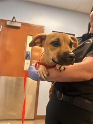Shelter Stray Female Dog last seen LEGACY PARK BLVD AND HEARN RD, 2500 S 27th Ave, Phoenix, AZ 85009, USA