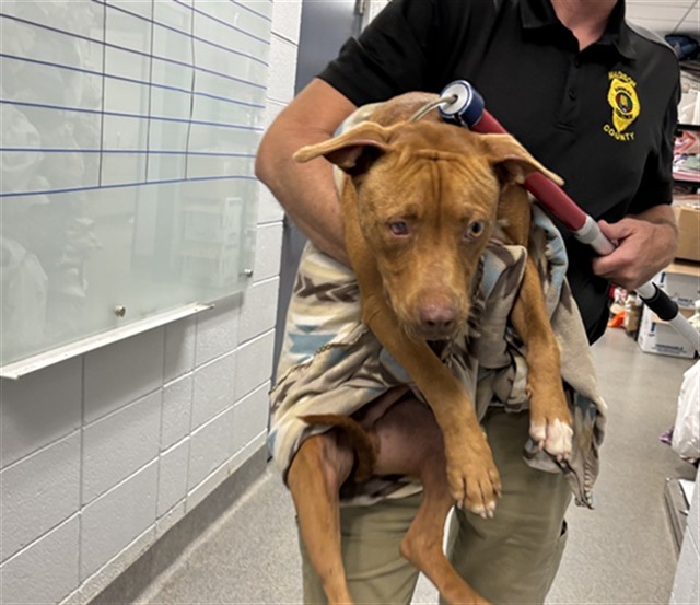 Shelter Stray Male Dog last seen HURRICANE CREEK RD, 4950 SW Triana Blvd, Huntsville, AL 35805, USA