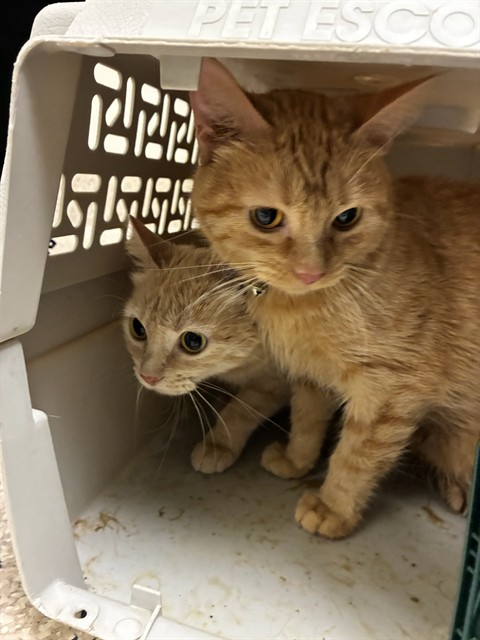Shelter Stray Female Cat last seen WADSWORTH AND 84TH, 12155 Park Blvd, Brighton, CO 80601, USA