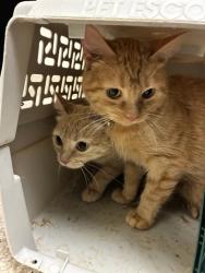 Shelter Stray Female Cat last seen WADSWORTH AND 84TH, 12155 Park Blvd, Brighton, CO 80601, USA