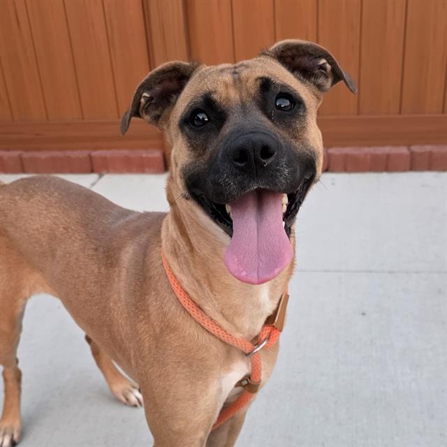 Shelter Stray Female Dog last seen Near, 5001 E Raymond St, Indianapolis, IN 46203, USA