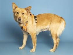 Shelter Stray Female Dog last seen Near BLOCK W. MONTE VISTA RD., 5501 E Van Buren St, Phoenix, AZ 85008, USA