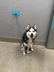 Shelter Stray Male Dog last seen Near BLOCK SADDLE HORSE AVE, LAS VEGAS NV 89122, 655 N Mojave Rd, Las Vegas, NV 89101, USA