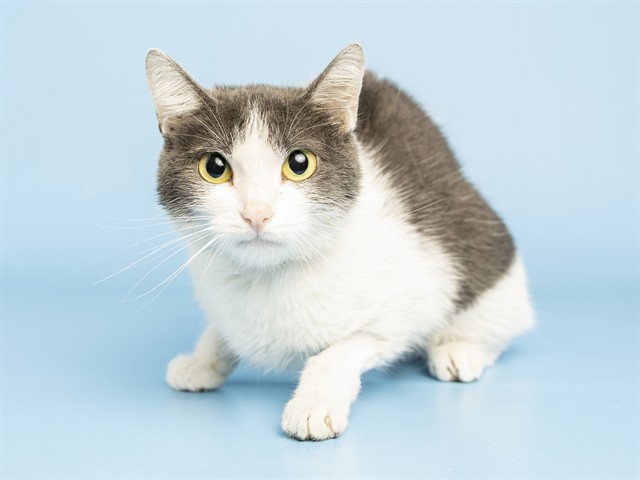 Shelter Stray Female Cat last seen , 5501 E Van Buren St, Phoenix, AZ 85008, USA