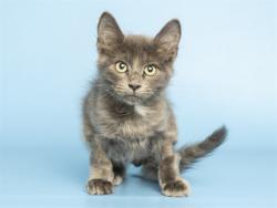 Shelter Stray Female Cat last seen N BROADWAY/16TH ST, 5501 E Van Buren St, Phoenix, AZ 85008, USA