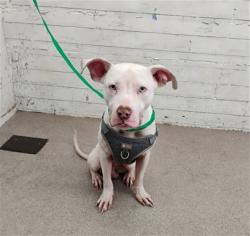 Shelter Stray Male Dog last seen HARRISON & LYNWOOD, 333 Chandler Pl, San Bernardino, CA 92408, USA