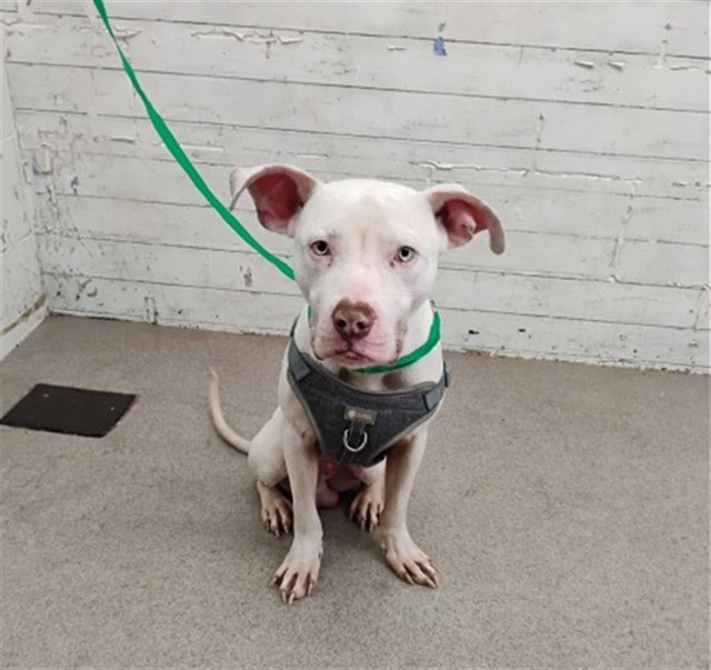 Shelter Stray Male Dog last seen HARRISON & LYNWOOD, 333 Chandler Pl, San Bernardino, CA 92408, USA