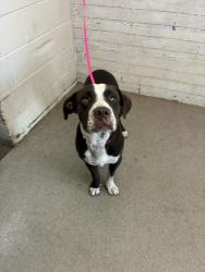 Shelter Stray Male Dog last seen L ST & W 5TH ST, SAN BERNARDINO, CA, 92411, USA, 333 Chandler Pl, San Bernardino, CA 92408, USA