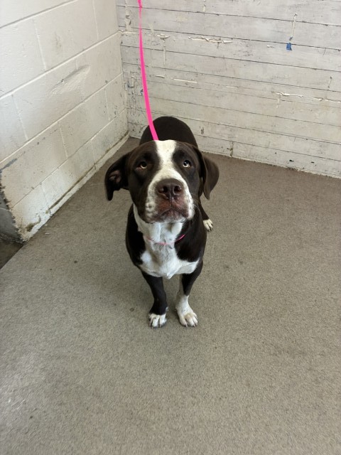 Shelter Stray Male Dog last seen L ST & W 5TH ST, SAN BERNARDINO, CA, 92411, USA, 333 Chandler Pl, San Bernardino, CA 92408, USA