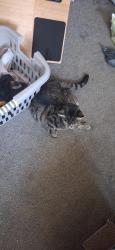 Reunited Male Cat last seen Near Yew Close, West Midlands, England CV3 1FG