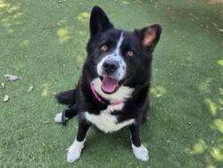 Shelter Stray Female Dog last seen , 14409 Vanowen St, Van Nuys, CA 91405, USA