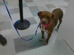 Shelter Stray Female Dog last seen , 2811 SE 29th St, Oklahoma City, OK 73129, USA