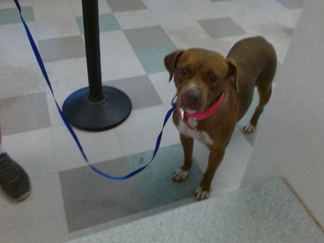 Shelter Stray Female Dog last seen , 2811 SE 29th St, Oklahoma City, OK 73129, USA