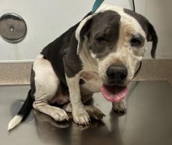 Shelter Stray Female Dog last seen Near HOUGHTON RD, BAKERSFIELD CA 93313, 3951 Fruitvale Ave, Bakersfield, CA 93308, USA