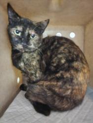 Shelter Stray Female Cat last seen , 11361 W Pico Blvd, Los Angeles, CA 90064, USA