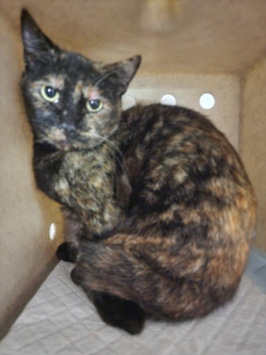 Shelter Stray Female Cat last seen , 11361 W Pico Blvd, Los Angeles, CA 90064, USA