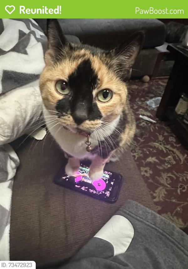 Reunited Female Cat last seen Near Street and Northern Boulevard, Woodside, Queens, NY 11377