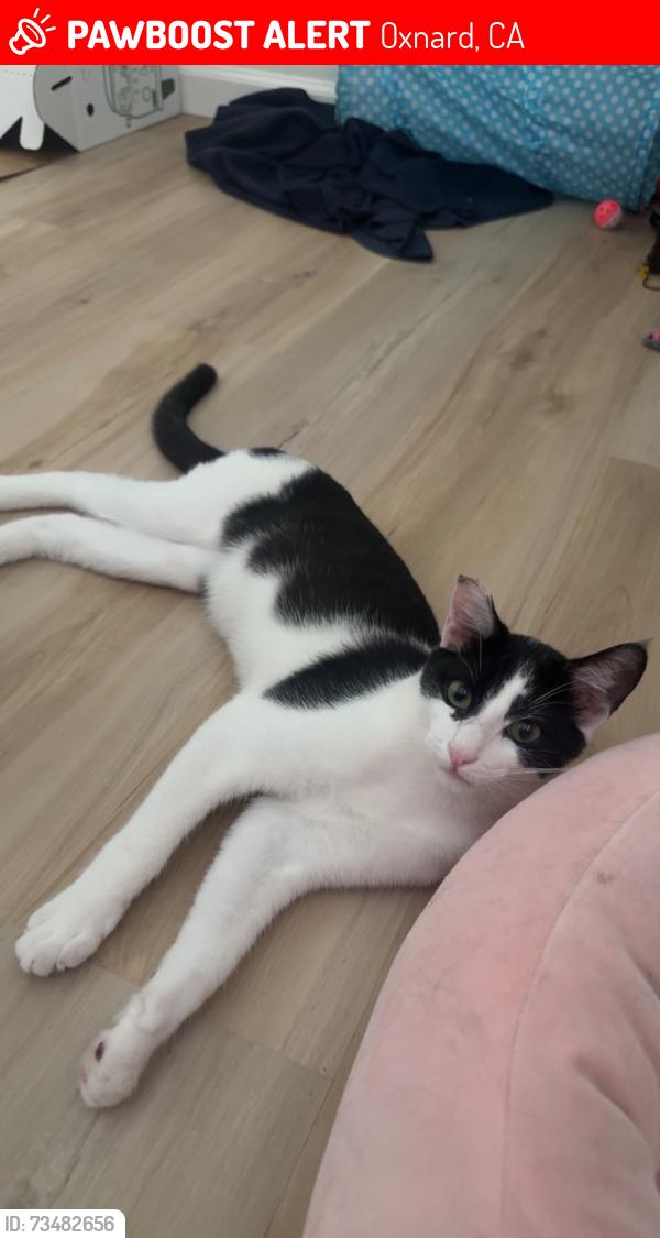 Lost Male Cat last seen Madera Pl, Oxnard, CA 93033