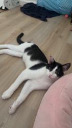 Lost Male Cat last seen Madera Pl, Oxnard, CA 93033
