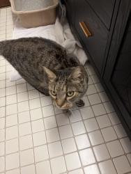 Reunited Unknown Cat last seen Blackhawk Trail, Spring Hill, FL 34606, USA, Spring Hill, FL 34606