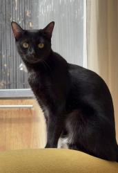 Reunited Female Cat last seen Melrose ave, West Hollywood, CA 90048