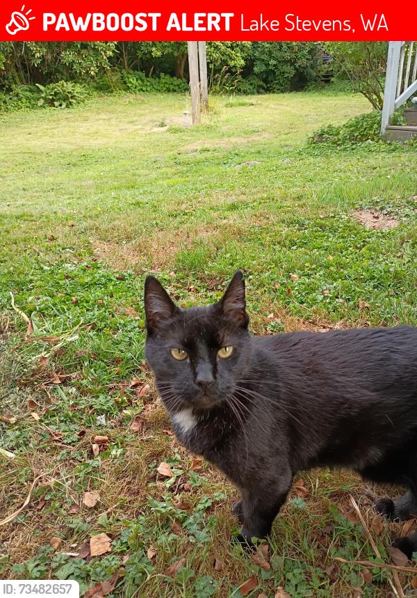 Lost Male Cat last seen Calloway Road & hwy 92, Lake Stevens, WA 98258