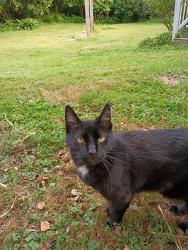 Lost Male Cat last seen Calloway Road & hwy 92, Lake Stevens, WA 98258