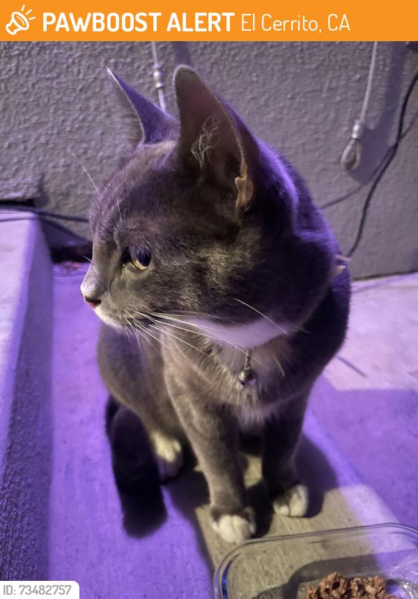Found/Stray Unknown Cat last seen El Cerrito Plaza Bart, El Cerrito, CA 94530