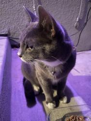 Found/Stray Unknown Cat last seen El Cerrito Plaza Bart, El Cerrito, CA 94530