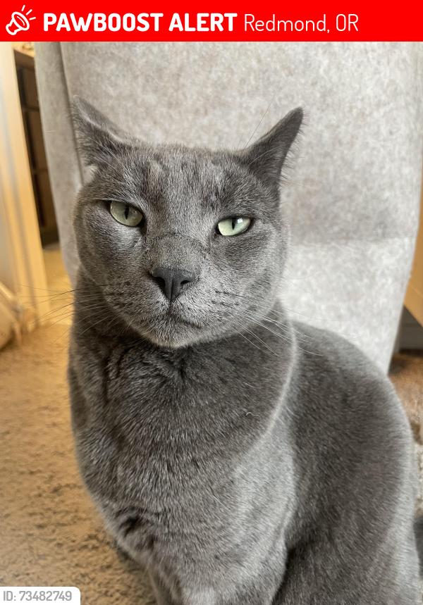 Lost Male Cat last seen Corner of NW Ivy Way and NW 25th Street, Redmond, OR, Redmond, OR 97756