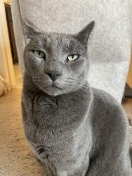 Lost Male Cat last seen Corner of NW Ivy Way and NW 25th Street, Redmond, OR, Redmond, OR 97756