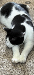 Lost Male Cat last seen Argenta trail, Eagan, MN 55121