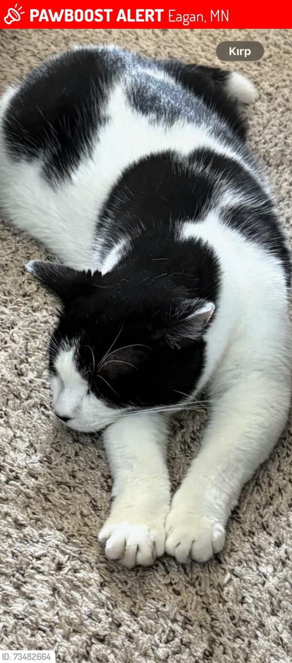 Lost Male Cat last seen Argenta trail, Eagan, MN 55121