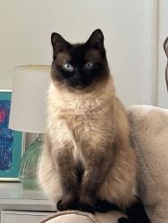 Lost Female Cat last seen Route 1 across from Apple rehab, Old Saybrook, CT 06475