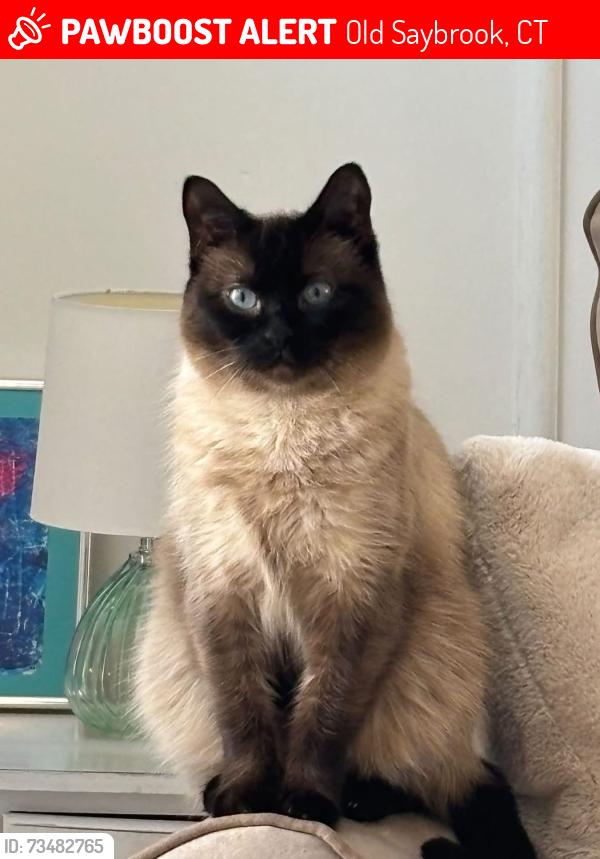 Lost Female Cat last seen Route 1 across from Apple rehab, Old Saybrook, CT 06475