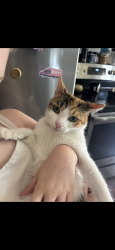 Lost Female Cat last seen Near Hiltonia Drive, Fort Wayne, In, Usa, Fort Wayne, IN 46819
