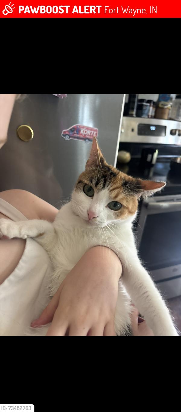 Lost Female Cat last seen Near Hiltonia Drive, Fort Wayne, In, Usa, Fort Wayne, IN 46819