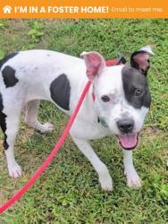 Shelter Stray Female Dog last seen Near N. Schroeder st, 21217, MD, 2490 Giles Rd, Baltimore, MD 21225, USA