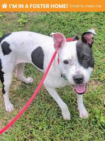 Shelter Stray Female Dog last seen Near N. Schroeder st, 21217, MD, 2490 Giles Rd, Baltimore, MD 21225, USA