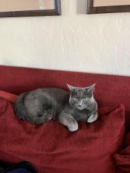 Reunited Male Cat last seen Galleria, Pittsburgh, PA 15228