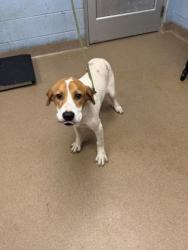 Shelter Stray Male Dog last seen Near Fairington Club Drive Lithonia, 30038, 30038, GA, 3280 Chamblee Dunwoody Rd, Chamblee, GA 30341, USA