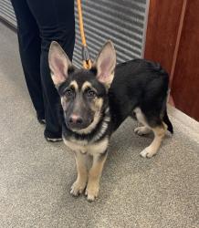 Shelter Stray Female Dog last seen Middletown Oxford Rd, Middletown, OH, 1820 Princeton Rd, Hamilton, OH 45011, USA