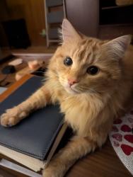 Reunited Male Cat last seen 5th and San Antonio, Ontario, CA 91762