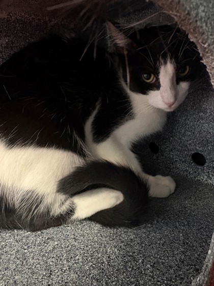 Shelter Stray Female Cat last seen Near BLK honeysuckle, District 4 - South Cleburne, TX, 2375 Service Dr, Cleburne, TX 76033, USA