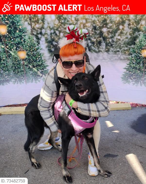 Lost Female Dog last seen Glendale & Alvarado Street, Los Angeles, CA 90026